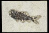 Bargain Fossil Fish (Knightia) - Green River Formation #126141-1